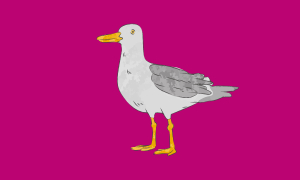 Bad Seagull Jokes