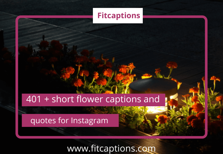 short captions for flower pictures