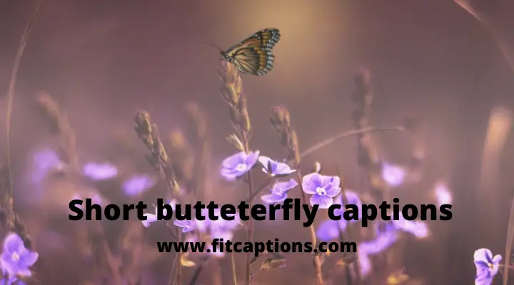 short butterfly captions
