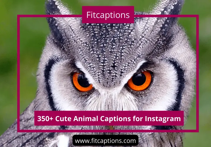 Animal Captions for Instagram