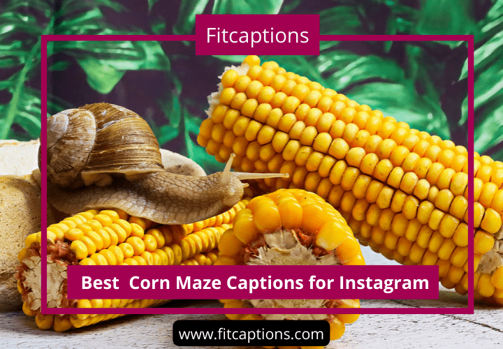 Best Corn Maze Captions for Instagram