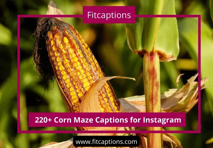 Corn Maze Captions for Instagram