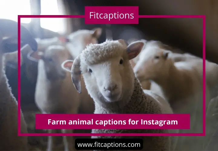 Farm animal captions for Instagram