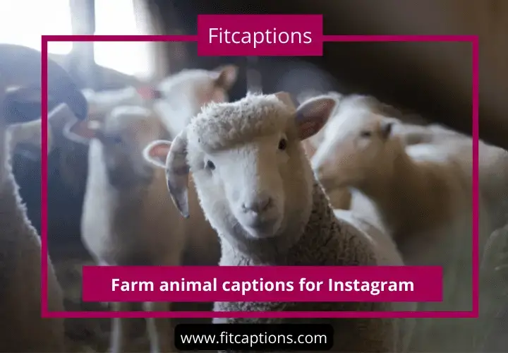 350+ Cute Animal Captions for Instagram - Fitcaptions