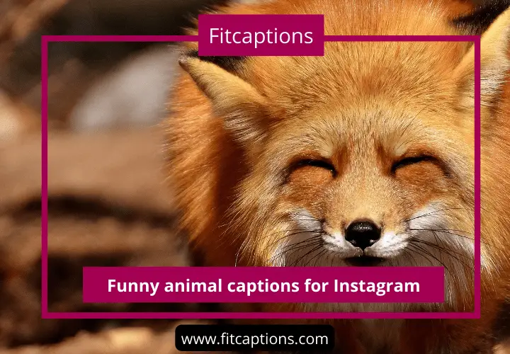 Funny animal captions for Instagram