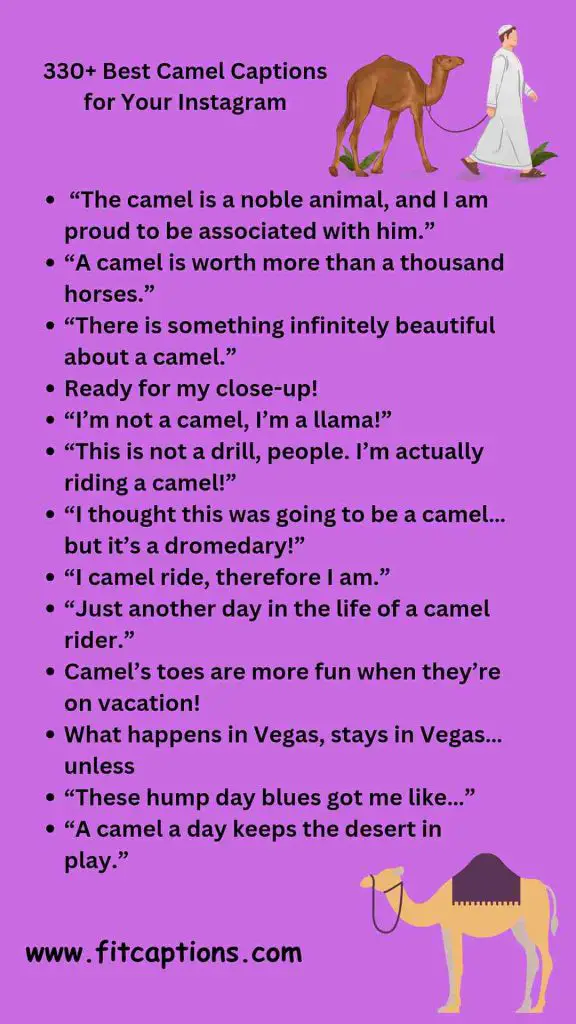 330 Best Camel Captions for Your Instagram
