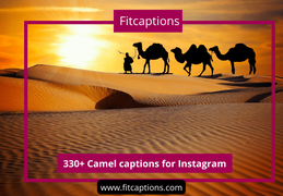 330+ Best Camel captions for Instagram with puns, quotes, and sayings -  Fitcaptions