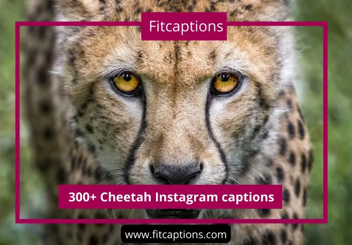cheetah instagram captions