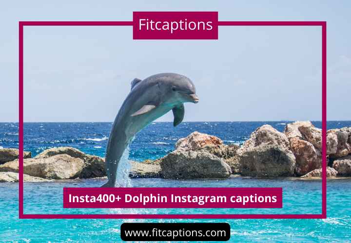 Dolphin Instagram captions