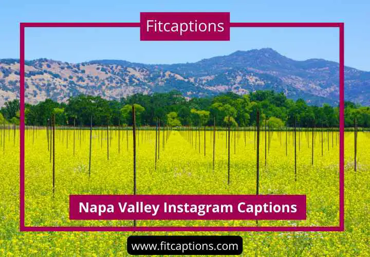 Napa Valley Instagram Captions