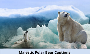 Polar Bear Captions for instagram