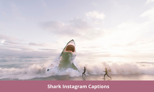 Shark Instagram Captions