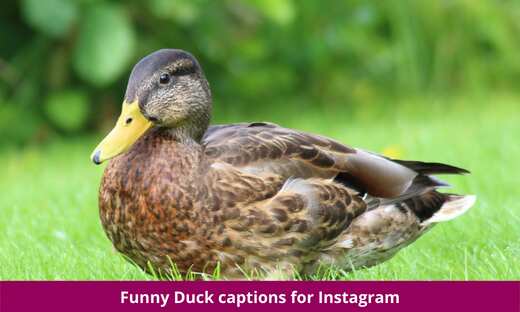 Duck captions for Instagram