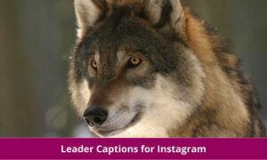 Leader Captions for Instagram