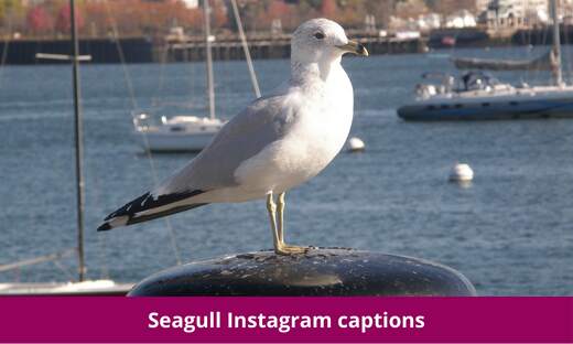Seagull Instagram captions