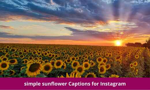 simple sunflower Instagram captions for couples