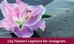 Lily Flowers Captions for Instagram