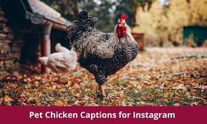 Pet Chicken Captions for Instagram