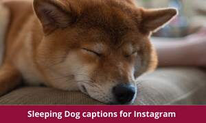 340+ Sleeping Dog captions for Instagram with Quotes also