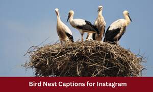 Bird Nest Captions for Instagram
