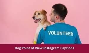 Dog Point of View Instagram Captions