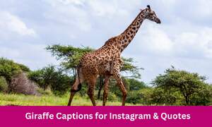 Giraffe Captions for Instagram