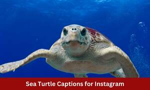Sea Turtle Captions for Instagram