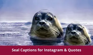Seal Captions for Instagram & Quotes