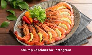 Shrimp Captions for Instagram
