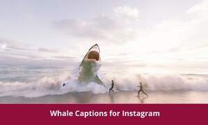 Whale Captions for Instagram