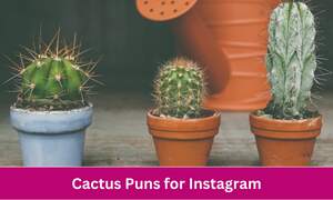 Cactus Puns for Instagram