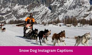 Snow Dog Instagram Captions