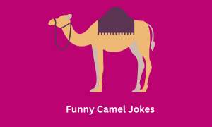 Funny Camel Jokes
