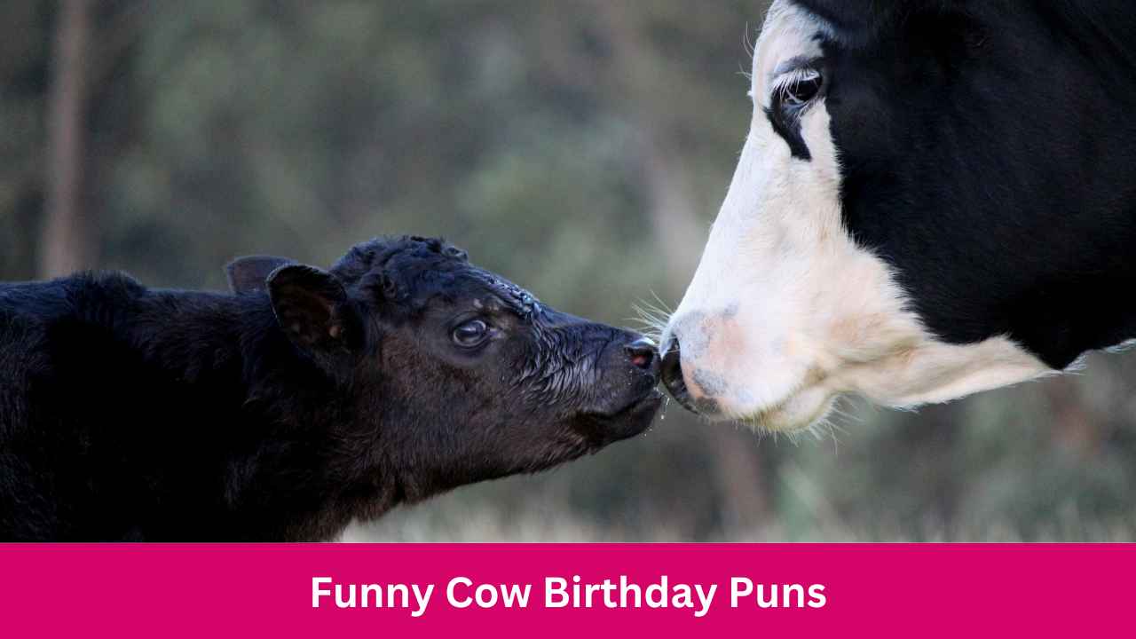 Cow Birthday Puns