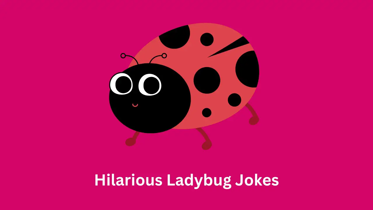 Hilarious Ladybug Jokes