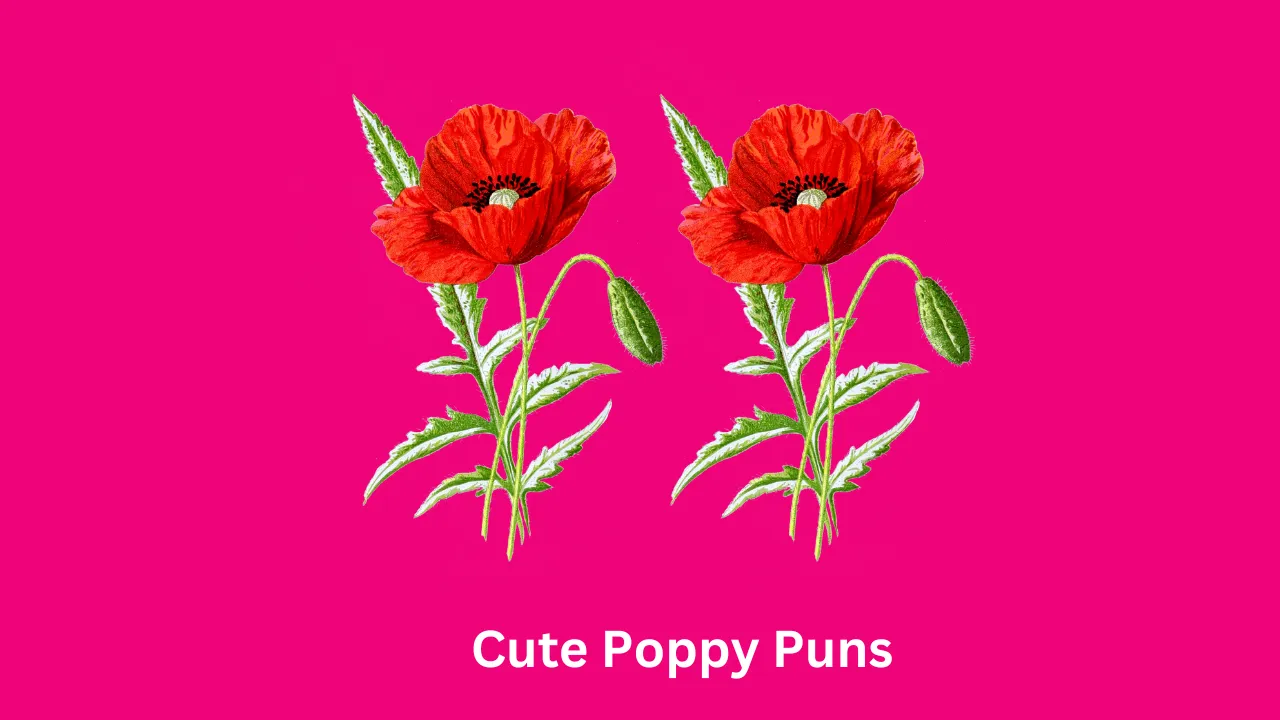 Cute Poppy Puns