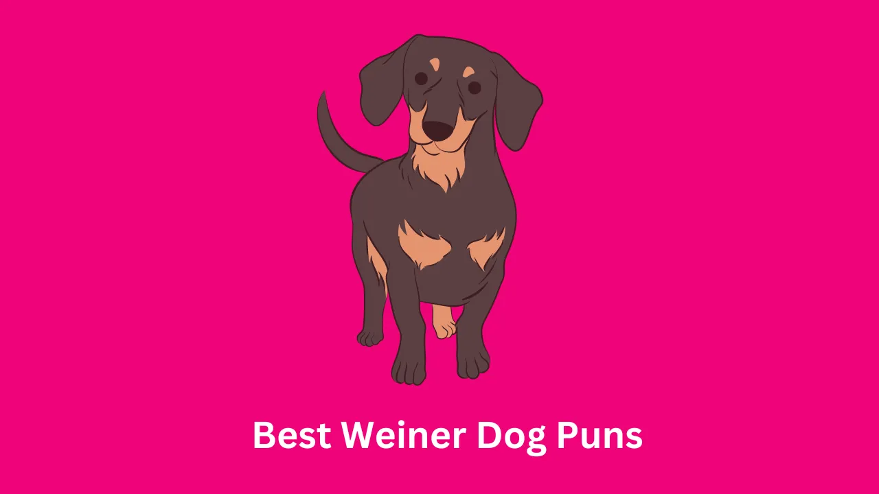 Weiner Dog Puns