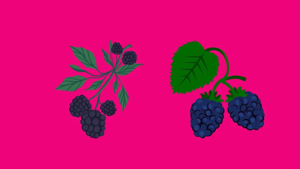 Blackberries Puns One Liners