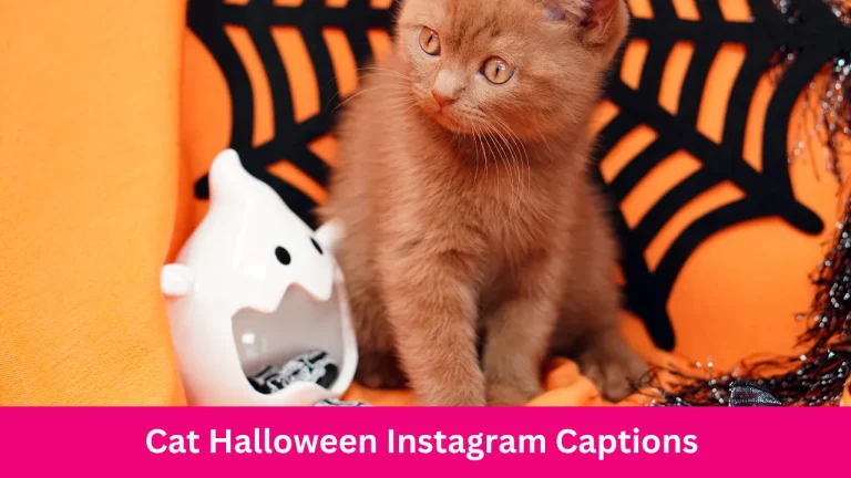 Cat Halloween Instagram Captions