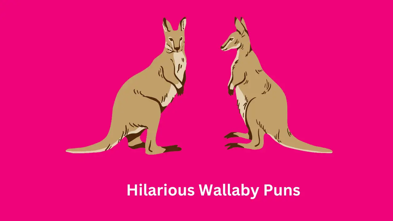 Hilarious Wallaby Puns