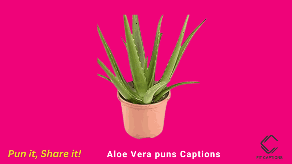 Aloe Vera puns Captions