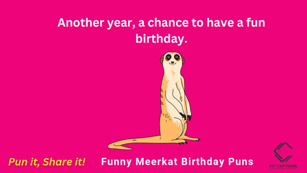 Funny Meerkat Birthday Puns