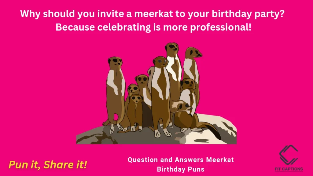 Question and Answers Meerkat Birthday Puns