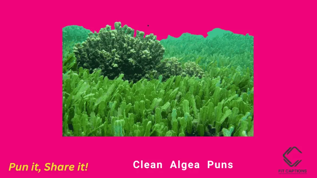 clean Algae puns