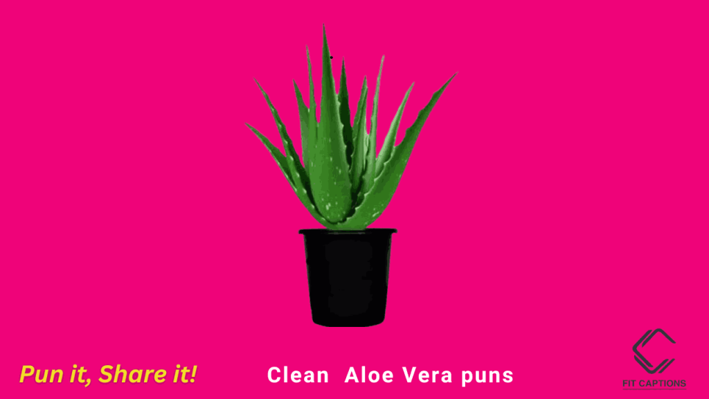 clean Aloe Vera puns
