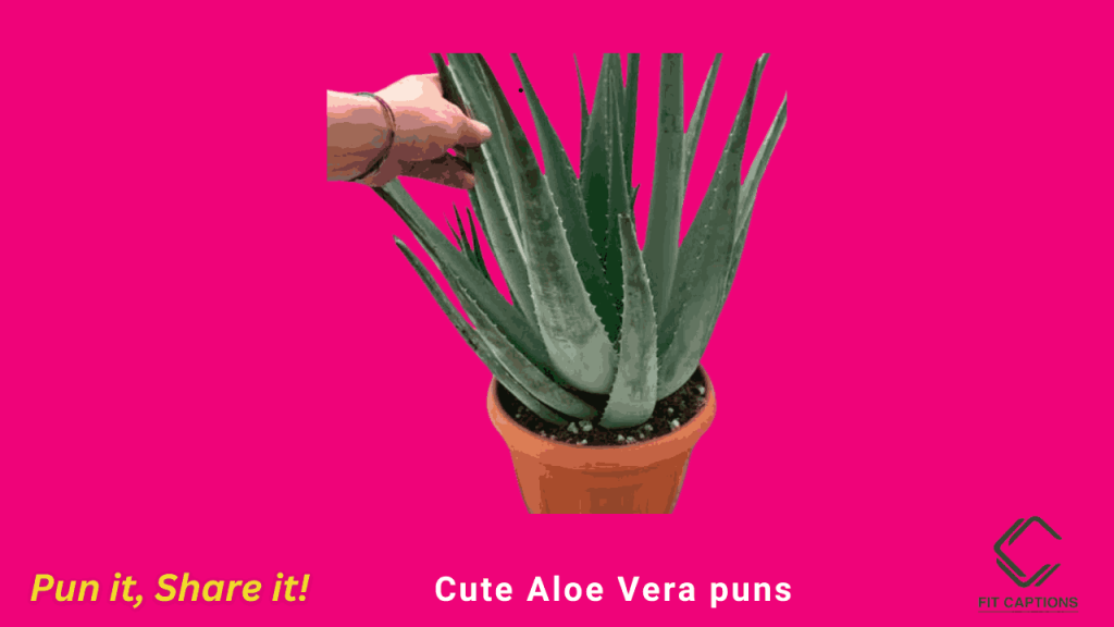 cute Aloe Vera puns