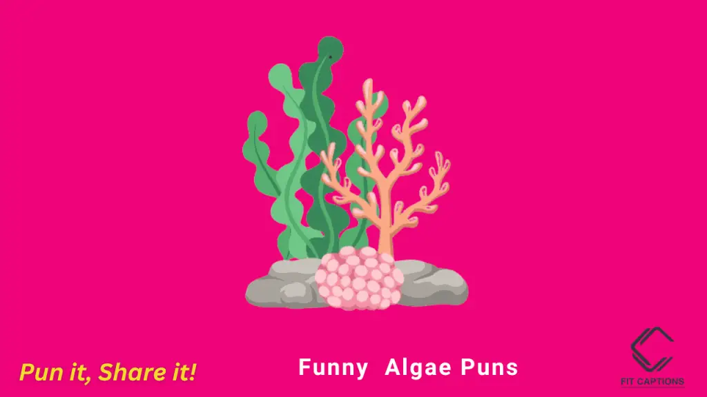 funny Algea puns