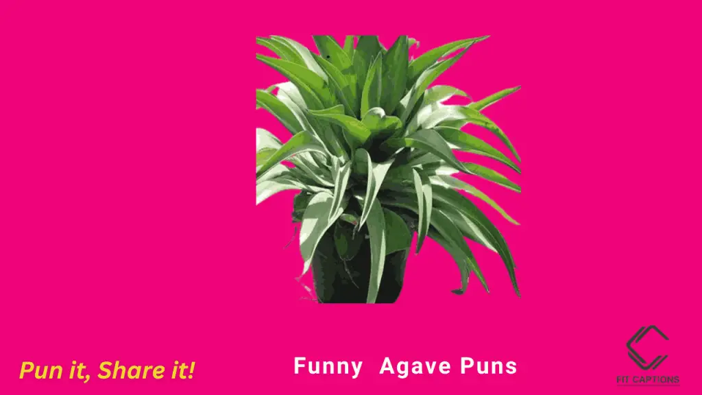 funny agave puns