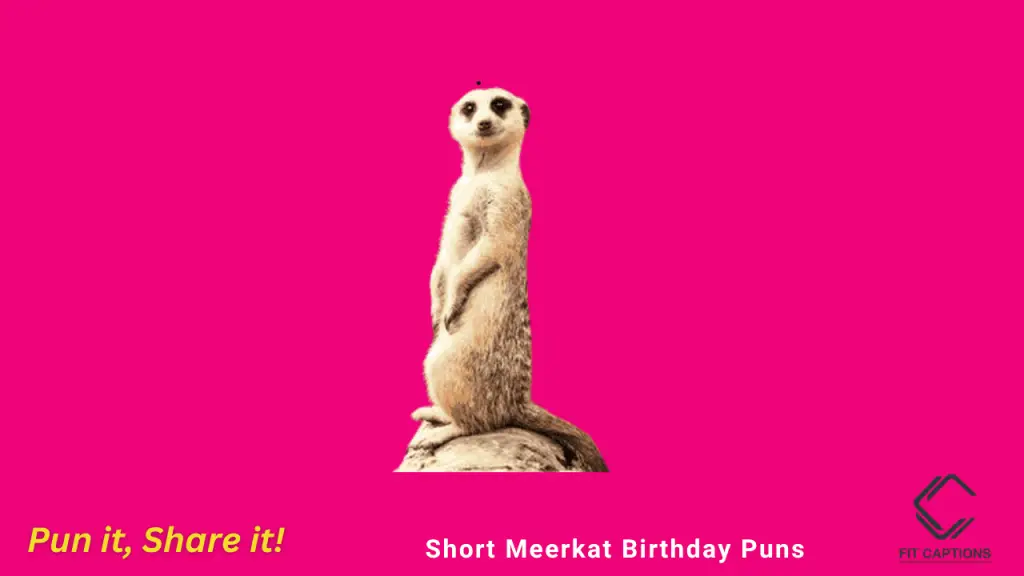 short Meerkat Birthday Puns