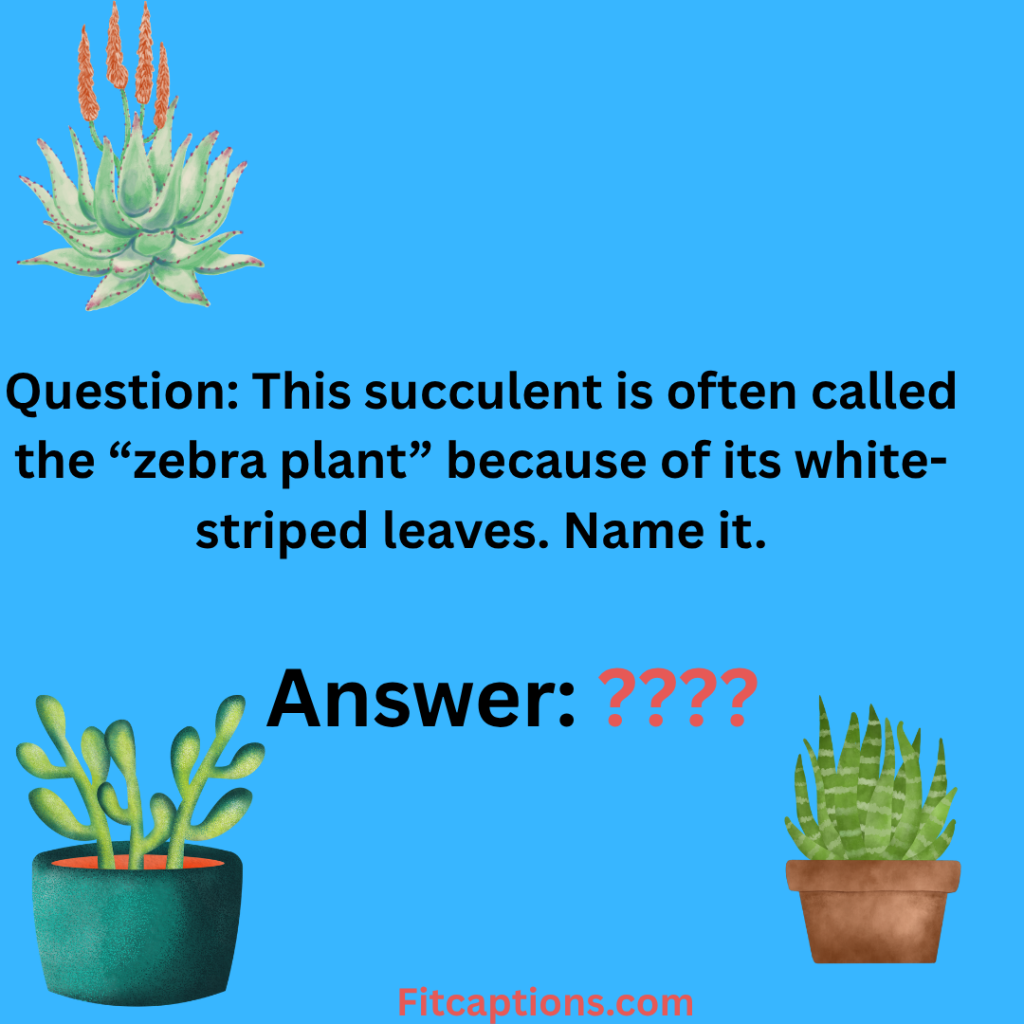 "Succulent Trivia Question and Answer"